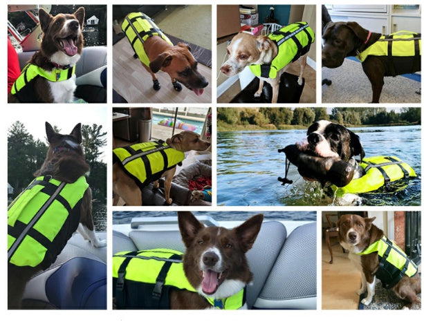 Pet Life Jacket