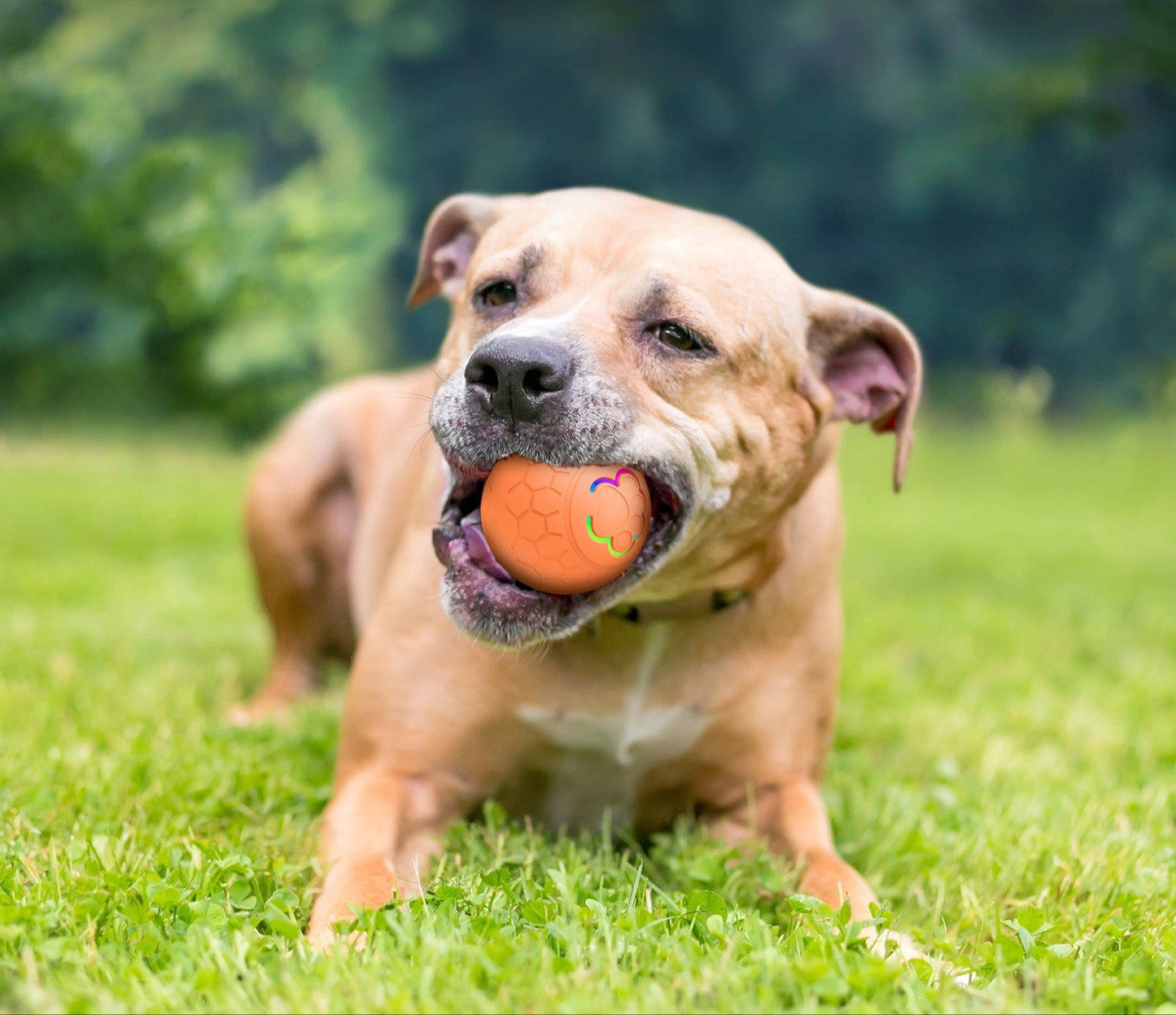 Smart Interactive Pet Toy Ball