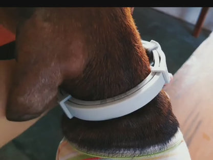 Pet Flea & Tick Collar